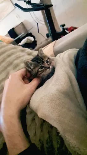 Gatinha Nala Tigrinha Doação 