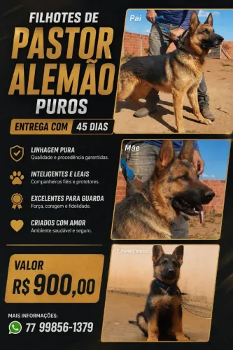 CACHORRO PASTOR ALEMÃO CAPA PRETA