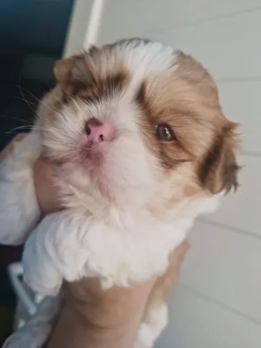 ShihTzu macho