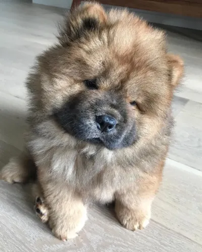Chow chow lindo