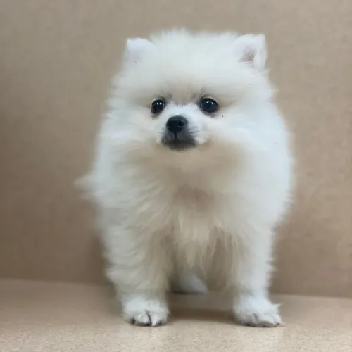 Spitz Alemão