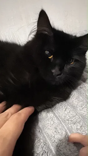 Doa se gata fêmea 5 meses ler descrição