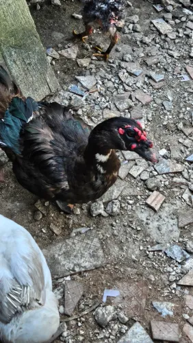 Vendem-se Patos Adultos - Machos e Fêmeas