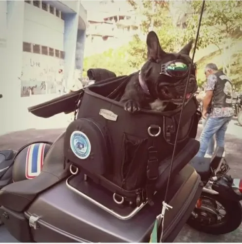 Bolsa Transporte Cachorro Na Moto - Kuryakyn Pet Carrier