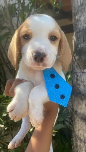 Beagle Disponíveis e Vacinados 