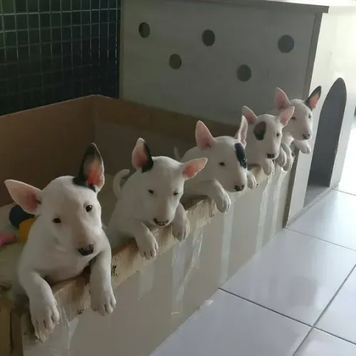 Bull Terrier Amor que se firma no cuidado diário