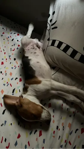 Beagle macho (vacinado, vermifugado, desparasitado e com enxoval completo)