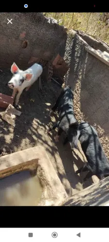 Vendo porco