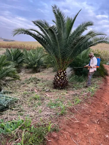 tamareira