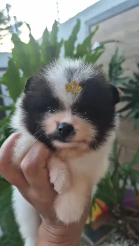Spitz Alemão Anão/ Lulu da Pomerania