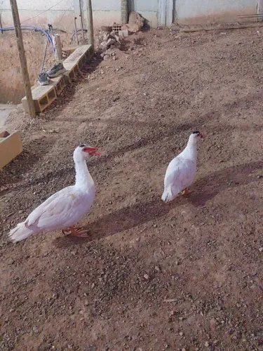 Casal de patos