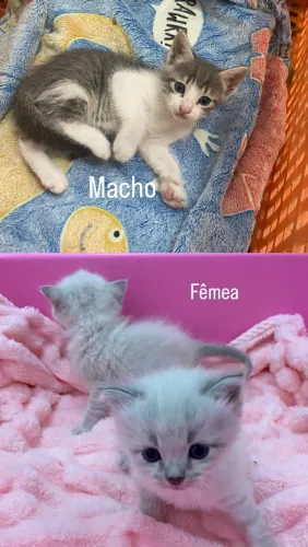 Adoção conjunta gatos 