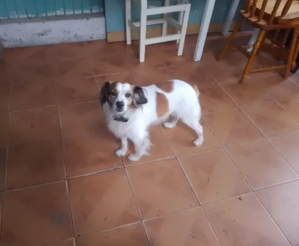 Doa se cachorro