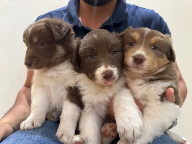 Filhotes de Border Collie