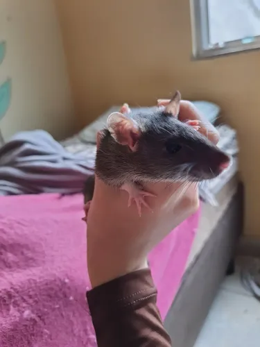 Rato twister