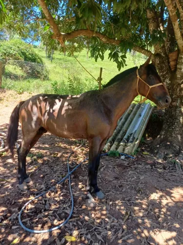 Cavalo esquipador