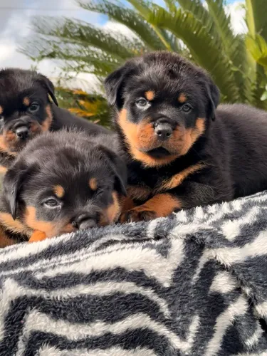 Rottweiler puro