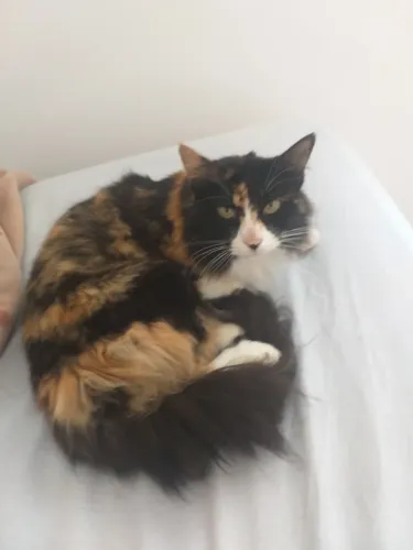 gato