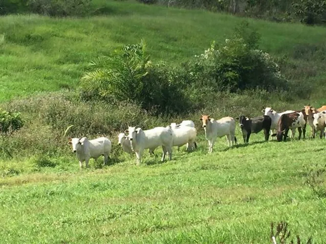 Vendas, Avaliação e Intermediação de Fazendas, chácaras e Sítios