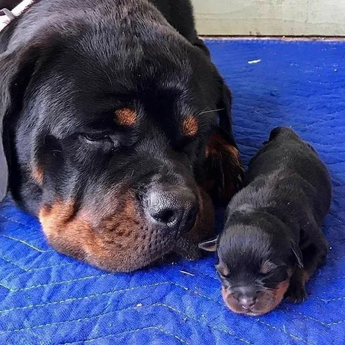Extremamente lindos filhotes de rottweiler alemão impossível não se apaixonar
