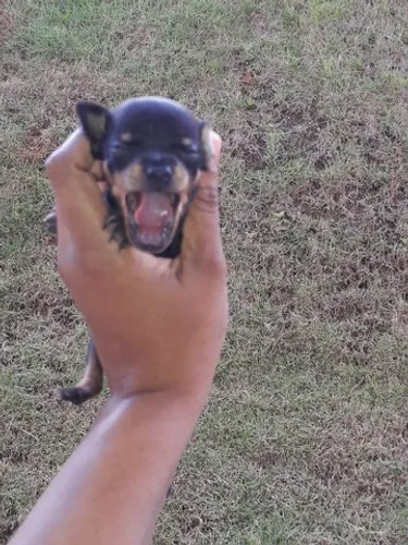 Filhotes de pinscher zero esperando por vc aqui