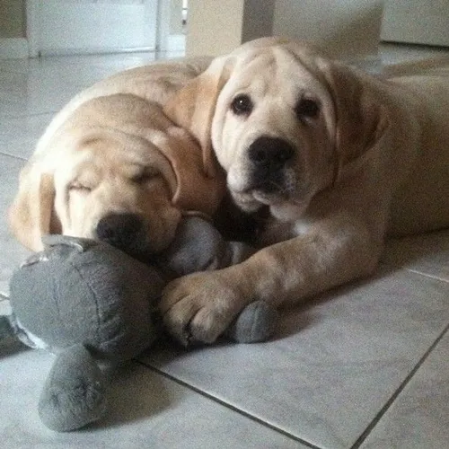 Fofuxos filhotes de labrador retriever macho e fêmea aqui