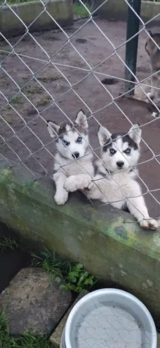 Husky siberiano wooly