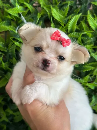 Chihuahua - Uma Nova Melhor Amiga!