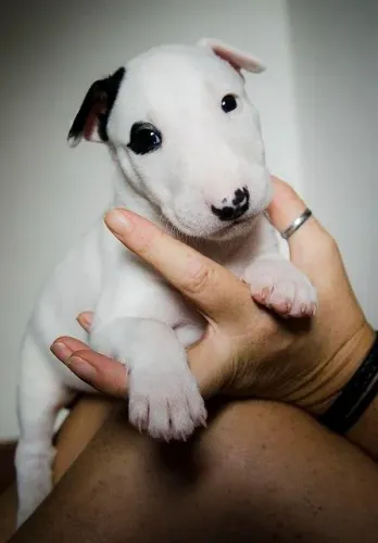 Bull Terrier - Fofos filhotes 