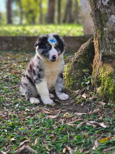 Border Collie | Pedigree  CBKC 
