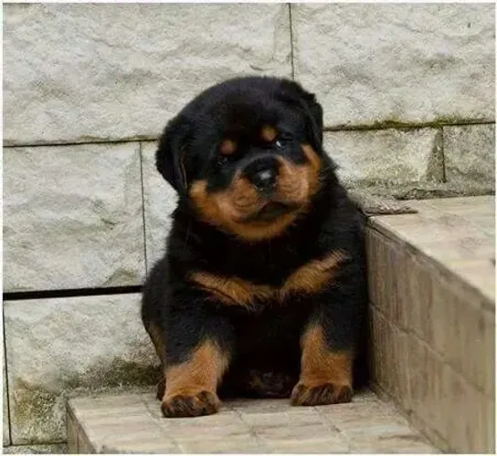 Filhote de Rottweiler gordos e fortes