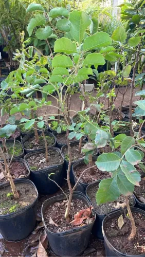 Mudas de Marula 