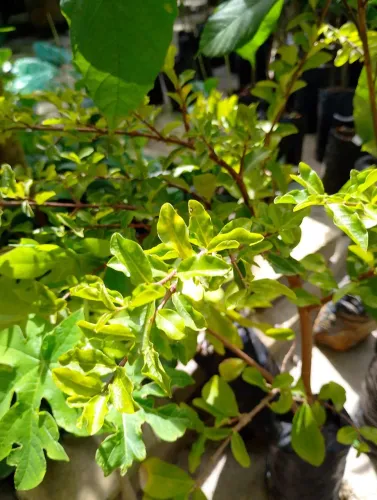 Muda de acerola