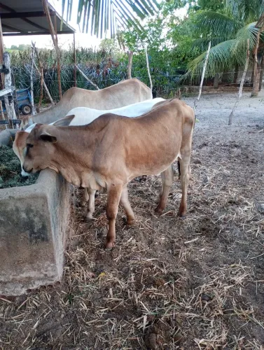 Bezerro a venda 
