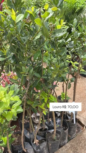 Mudas de Louro - R$ 70,00