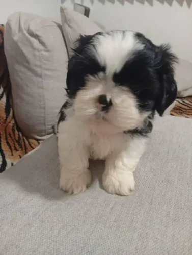 Filhote Shih Tzu, Quem resiste a esses olhinhos brilhantes?