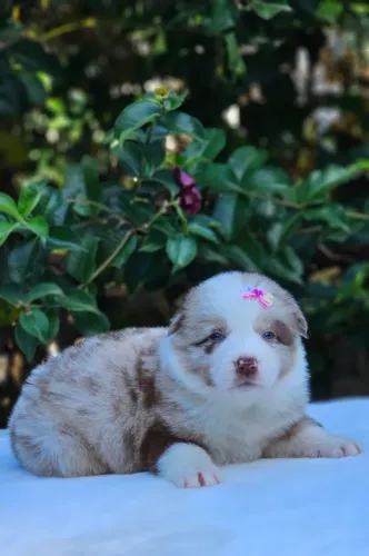 Border Collie | Canil 100% Regularizado