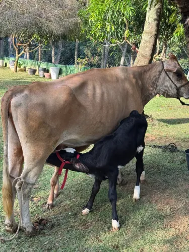 Vaca com 2 bezerros!