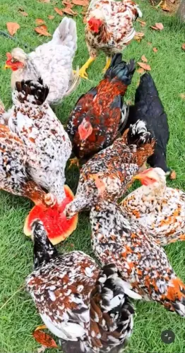 Galinha Sertaneja Balão GSB 