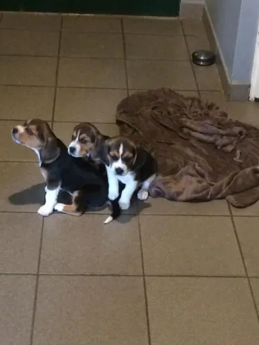 Beagle lindo