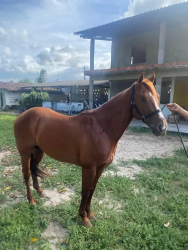 Cavalos 