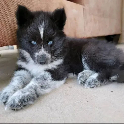 Filhotes de Husky Siberiano | m toque de fofura e exclusividade!