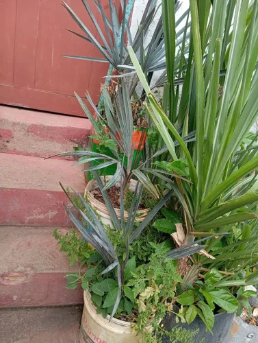 Palmeira Azul Bismarck na Lata 200 reais 