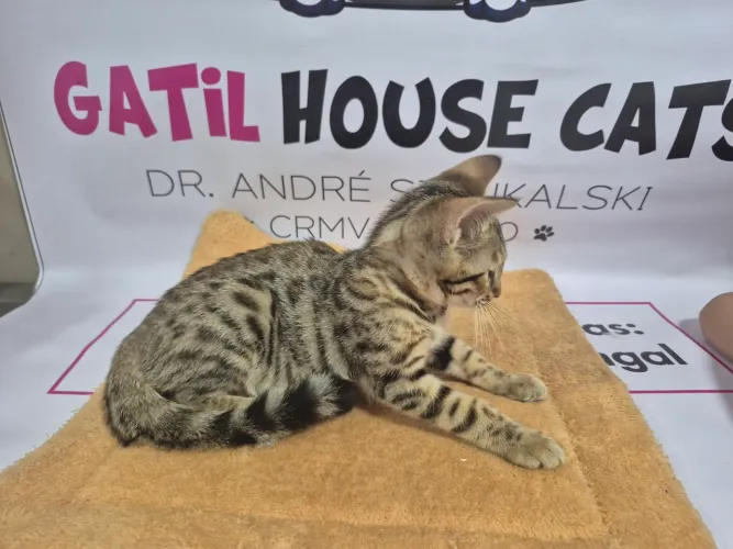Bengal