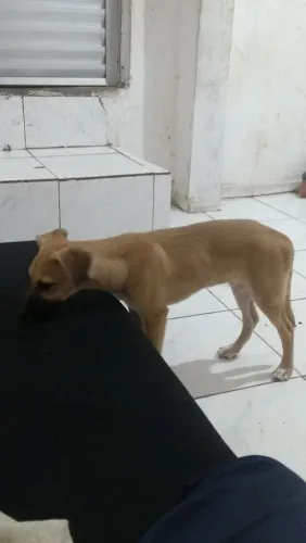 Cachorro doação 