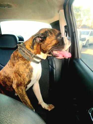 Boxer para cruzar!