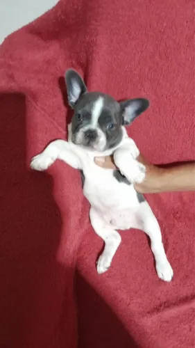 Buldogue francês 
