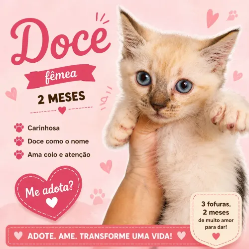 Gatos filhotes para adoção