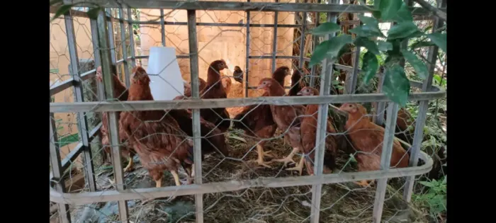 Animais domésticos 