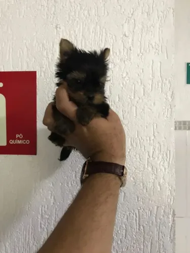 A Forma Mais Segura de Encontrar Seu Filhote Ideal ? Loja Física e Garantia Total